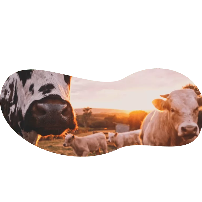vache