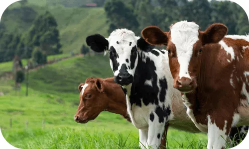 trois vaches