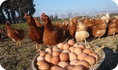 oeufs et poules