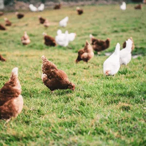 ferme avicole
