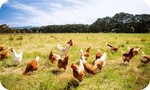 poule en pleine air