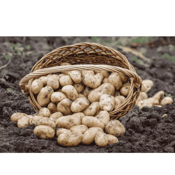 pomme de terre bio